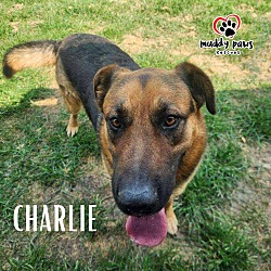 Thumbnail photo of Charlie (Courtesy Post) #4