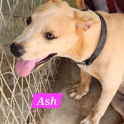 Thumbnail photo of Ash #1