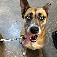 adopt a pet