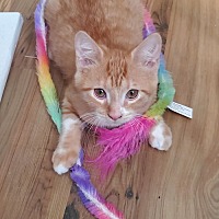 adopt a pet