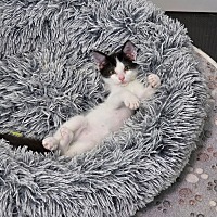 adopt-pet