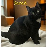 adopt-pet