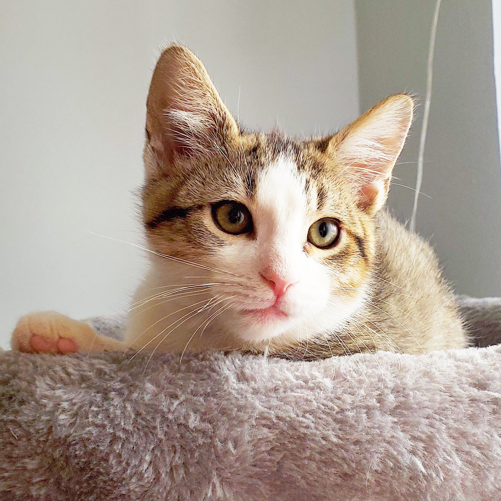 Adopt Zak A Tan Or Fawn Tabby Domestic Shorthair (short Coat) Cat In in