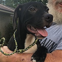 adopt a pet