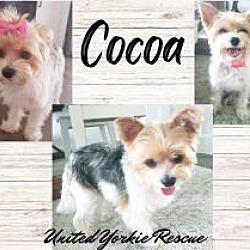 Thumbnail photo of Cocoa #2