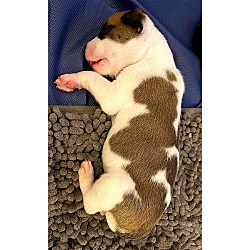 Thumbnail photo of Tersea Pup Hokie #2