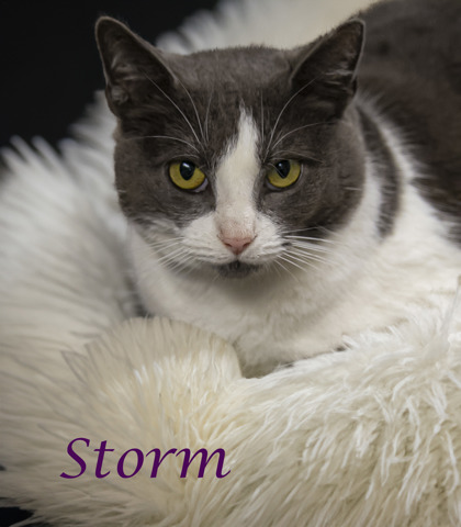 Thumbnail photo of Storm (C24-057) #1