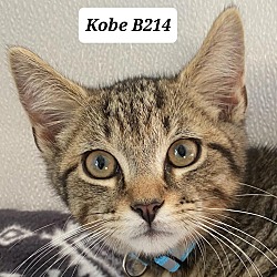 Photo of Kobe B214