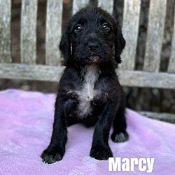 Thumbnail photo of Marcy #1