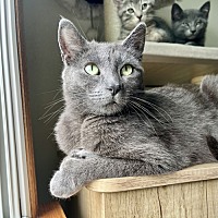 adopt a pet