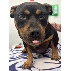 Photo of King, adoptable Mixed Breed (Medium) in Georgetown, Delaware