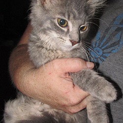 Thumbnail photo of Dorsey Kitten #2