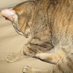 Thumbnail photo of Catticus #3
