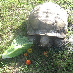 Photo of Sulcata Tortoises(5)