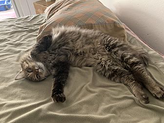 Adopt A Pet Petsmart Charities