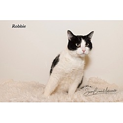 Thumbnail photo of Robbie*LAP CAT!!!! #2