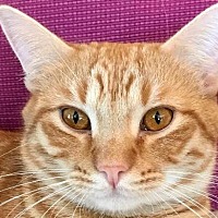 Pittsboro Nc Domestic Shorthair Meet Evan A Pet For Adoption