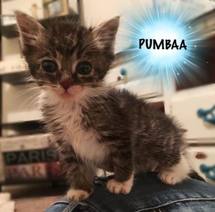 Thumbnail photo of PUMBAA #3