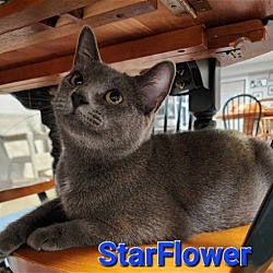 Thumbnail photo of Starflower #1