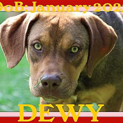 Photo of DEWY