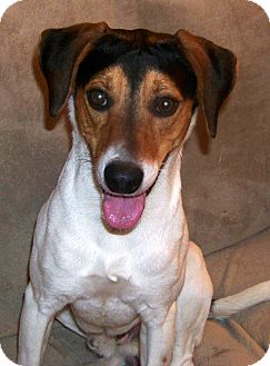 coonhound jack russell mix