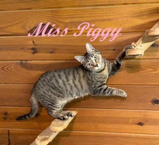 Photo of Miss Piggy
