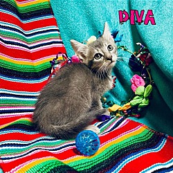 Photo of Diva