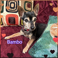 Photo of Bambo