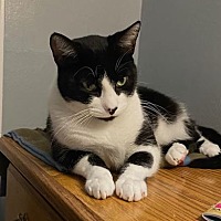adopt a pet