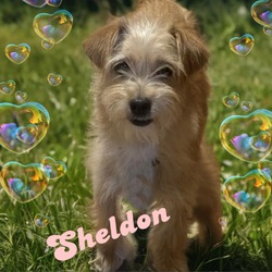 Thumbnail photo of Sheldon #3