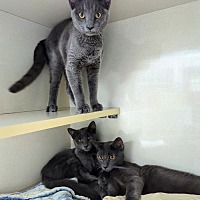adopt a pet