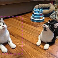 adopt a pet