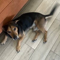adopt-pet