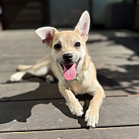 adopt a pet
