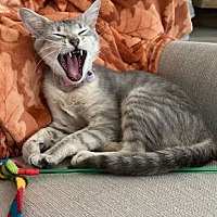adopt a pet