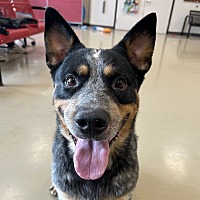 adopt a pet