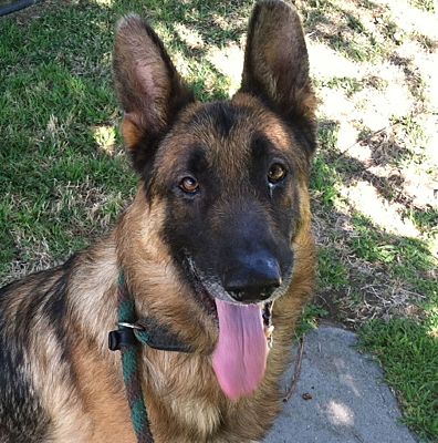 Canoga Park, CA - German Shepherd Dog. Meet Foxtrot a Pet for Adoption ...