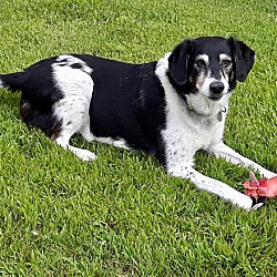 bonded pet photo