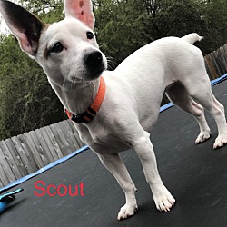 Photo of Scout in Sherman, TX