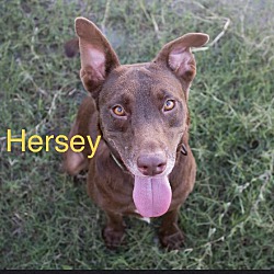 Photo of Hersey