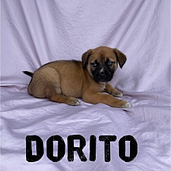 Thumbnail photo of Dorito #2