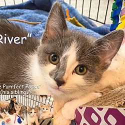 Thumbnail photo of Kitten River #1