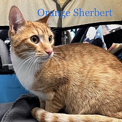 Thumbnail photo of Orange Sherbert #1