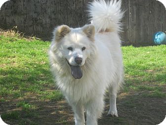chow chow and samoyed mix