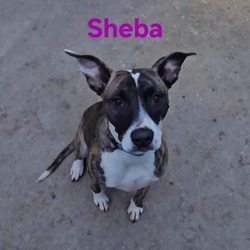 Thumbnail photo of Sheba #3