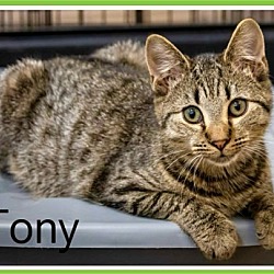 Thumbnail photo of Tony (FCID# 10/23/2023 - 95) KDC #2