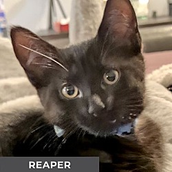 Thumbnail photo of Reaper #1