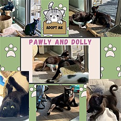 Photo of Pawly and Dolly a bonded duo!