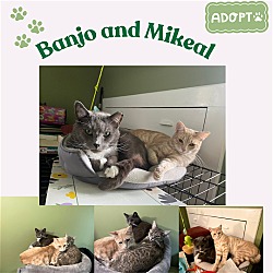 Thumbnail photo of Banjo and Mikaell: A cuddly duo! URGENT ! #4