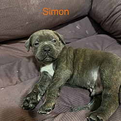 Thumbnail photo of Simon #1